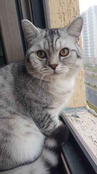 Muwuk sotiladi soglom ogil bola 1yoshu 2 oylik