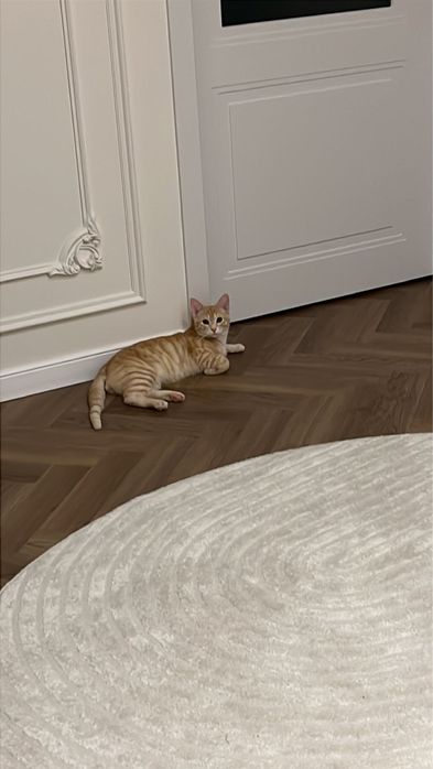 Кошка Симба бесплатно