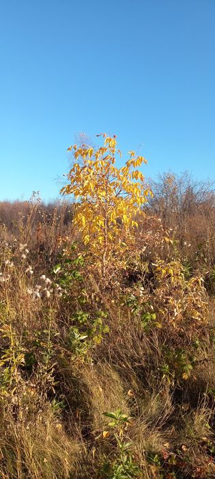 Саженцы, Посадочные материалы