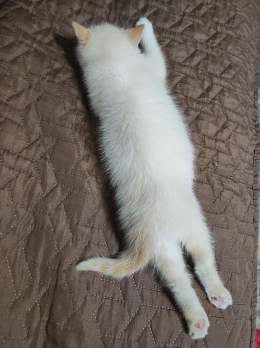 От мамы крысоловки