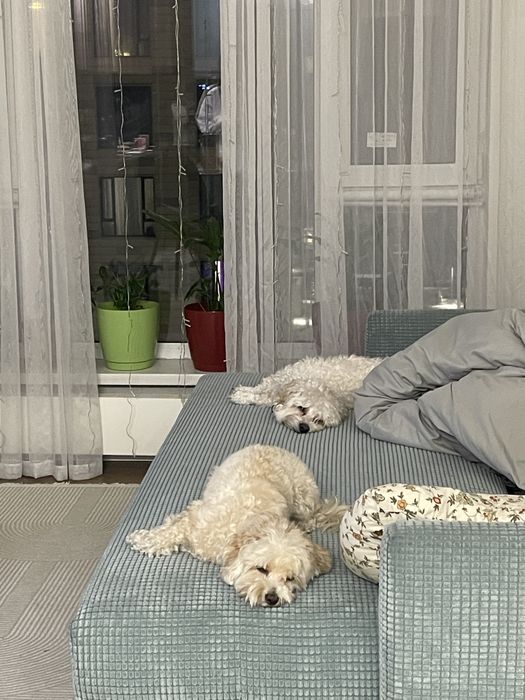 Передержка собак 8000 в ЖК бизнес класса, в центре города