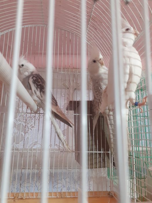 Vând sau schimb doua nimfe Whiteface