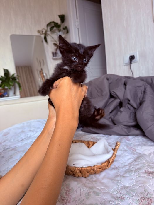 Котенок ищет дом , отдадим в дар