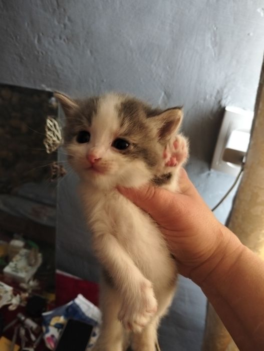 Отдам прехорошеньких котят