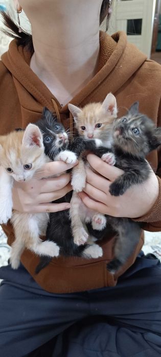 Котята бесплатно
