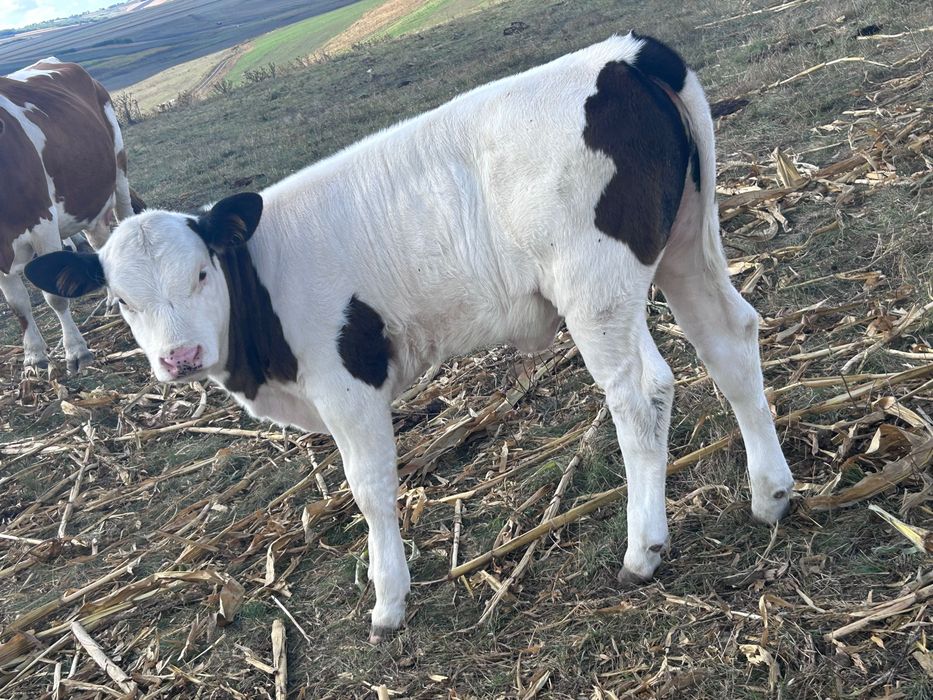 Vaca de vânzare
