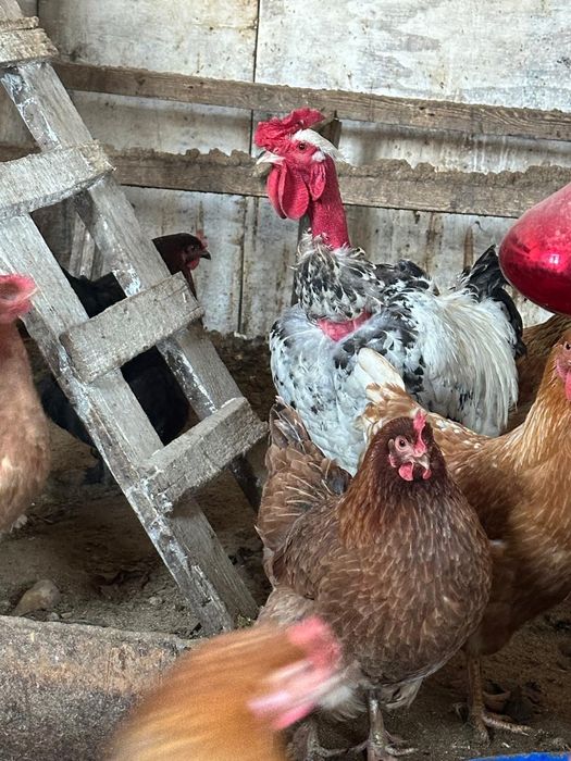 Продам домашних цыплят