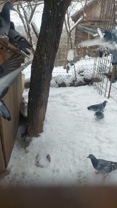 Vând porumbei voiajori