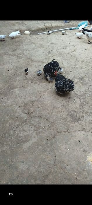 Choynak jo'ja sotiladi 10ta