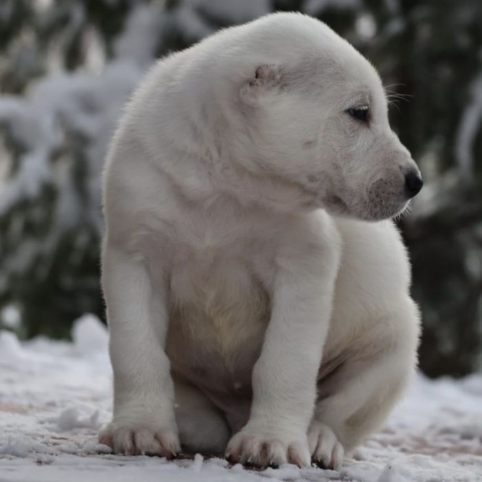 Высокородные щенки из питомника