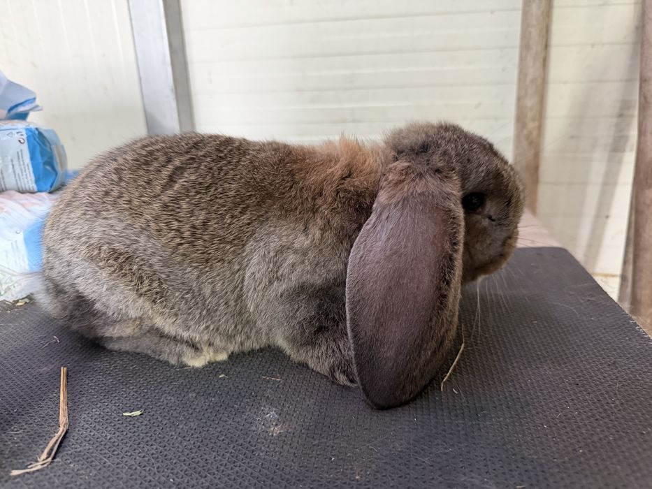 Iepuri berbec german mascul femela pui