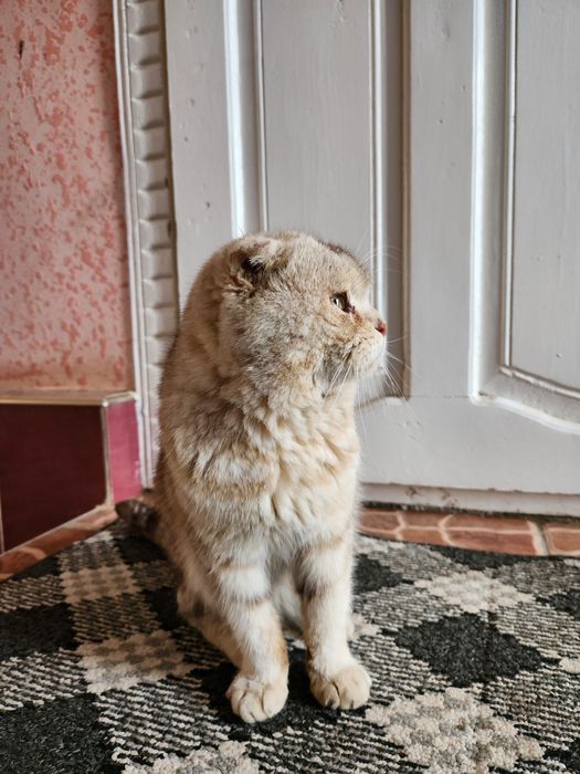 Scottish Fold zitiga mansub bo'lgan mushuk sotiladi
