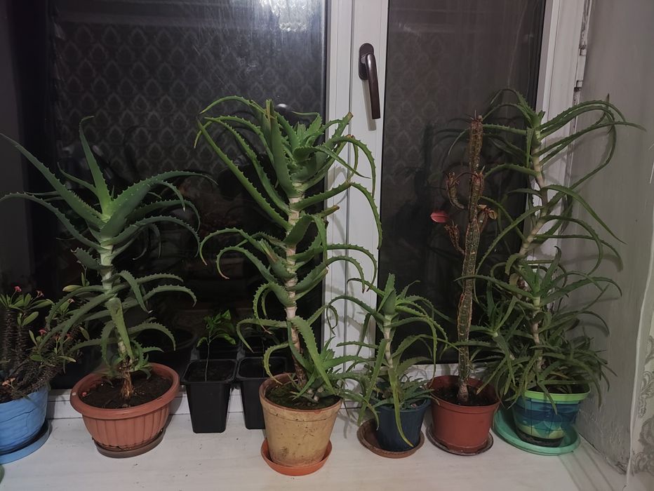 Алоэ больше трех лет