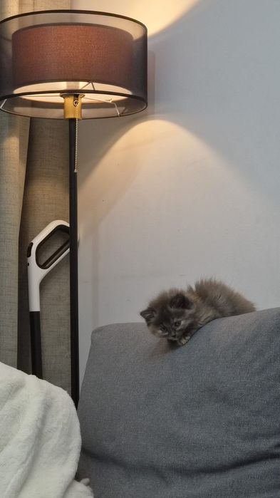 Отдам котенка в хорошие руки