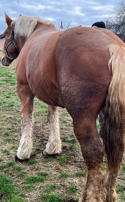 Vând mânză ardeneză
