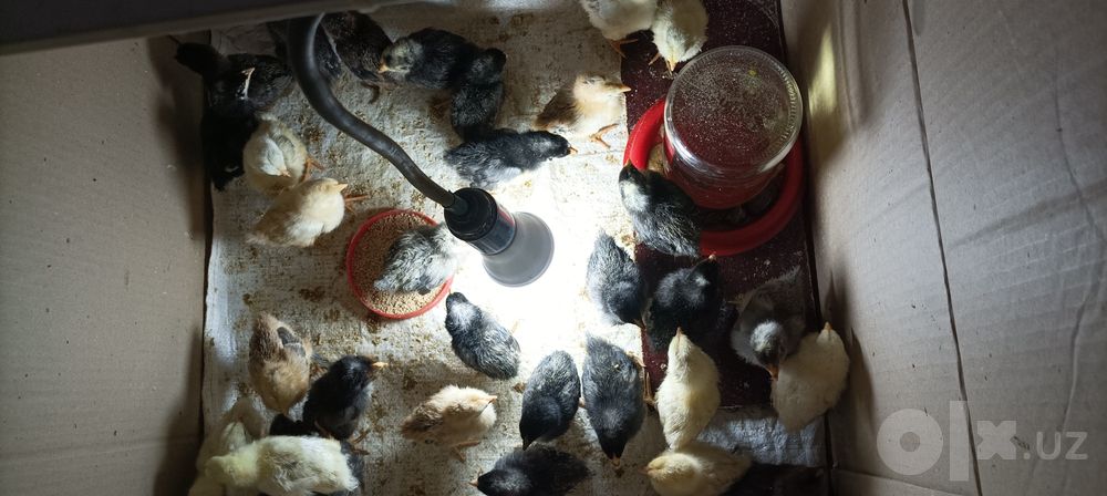 Brama qora shaxzoda jaydari zotli joʻjalar sotiladi