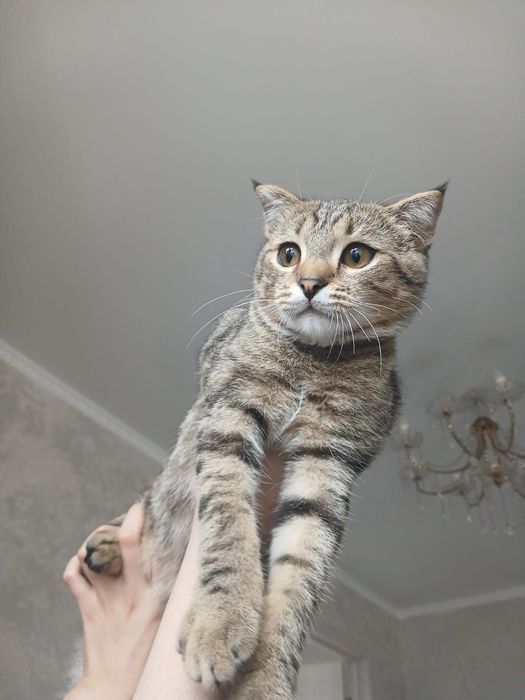 Отдам котенка бесплатно