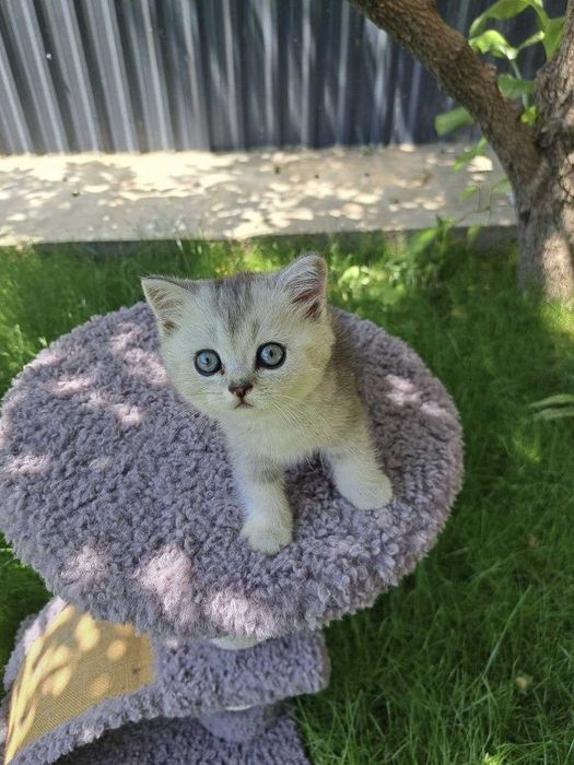 Продаются котята Серебро Шиншилла