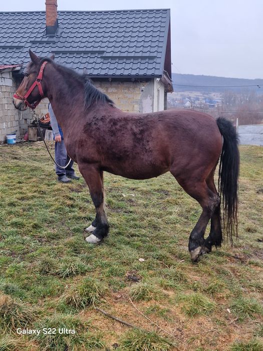 Iapa bună de vanzare