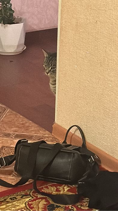 Кот домашний 2года