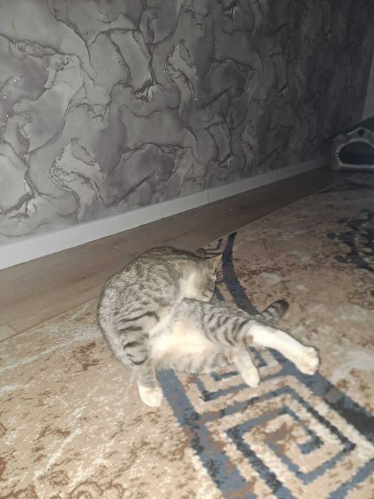 Отдам кота в добрые руки