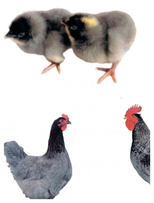 Доминант Балапан