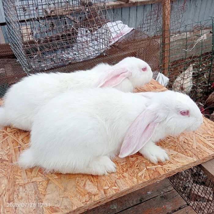 Продам кроликов Белый Великан