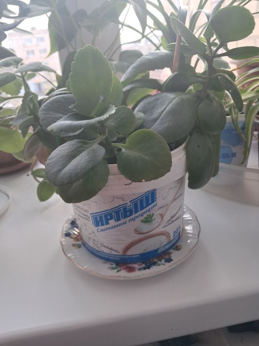 Продажа комнатных цветов