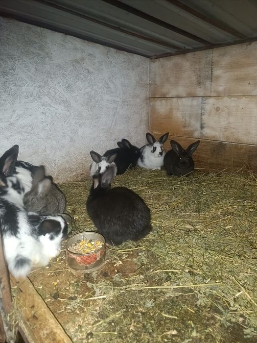 Vând iepurași sănatosi