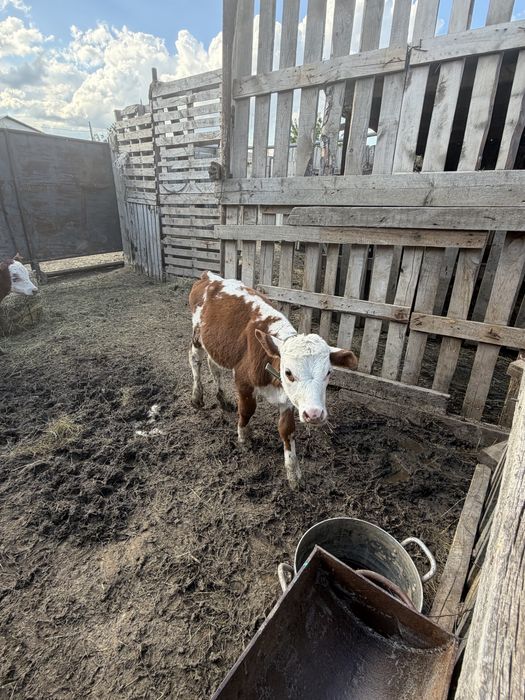 Продам бычков 1,5 месяцев