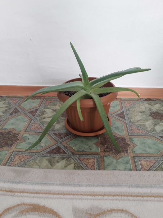 Емдік Алоэ Вера гүлдері