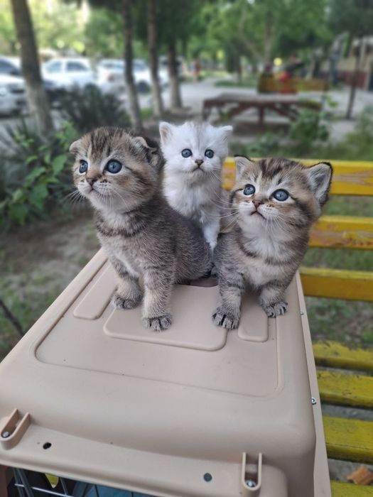 Котята шиншилы г.Навои