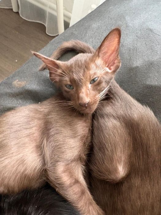 Продам котят Ориенталов