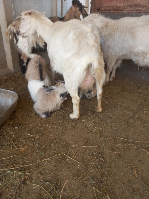 Лақ текелер сатылады