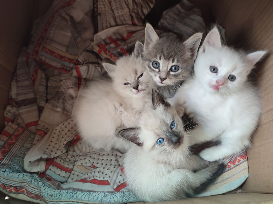 Отдам котят в добрые руки