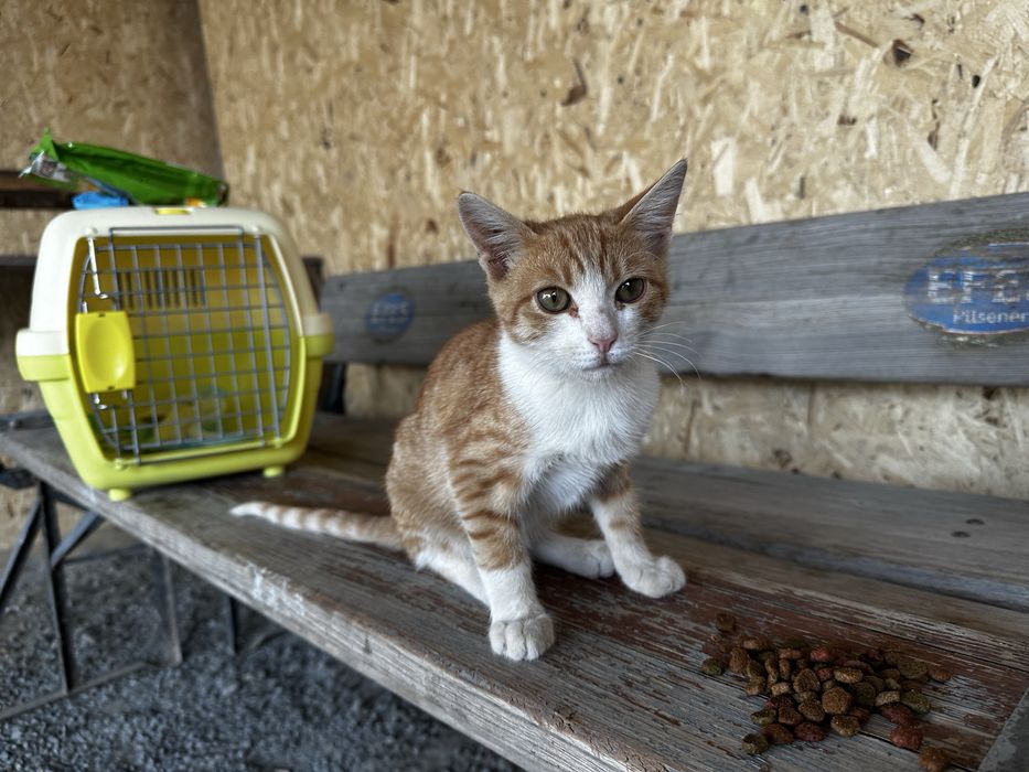 Котенок мальчик 3 месяца