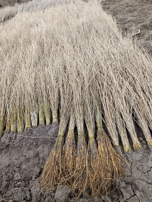 Tut kuchat 1 ,2 yillik,balxi payvand,sensa