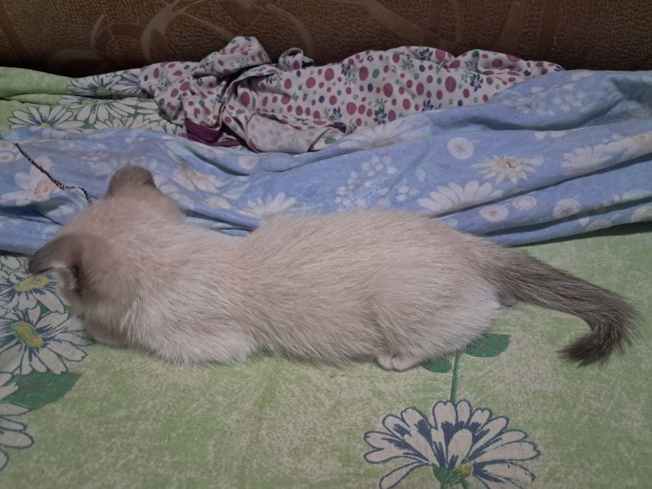 Отдам котёнка мальчика в добрые руки