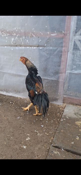 Бойцов, дакан. Шамо