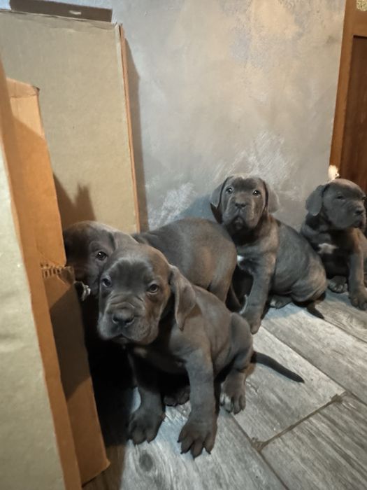 Кане Корсо Cane Corso is  an italiano breed mastiff