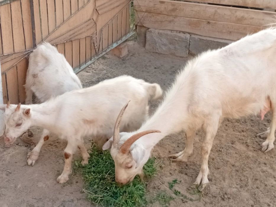 Орыс ешкі екі лағымен сатылады.