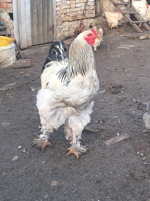 Cocoș și găină brahma .