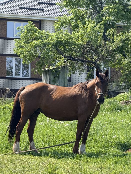 Продается кобыла с жеребенком