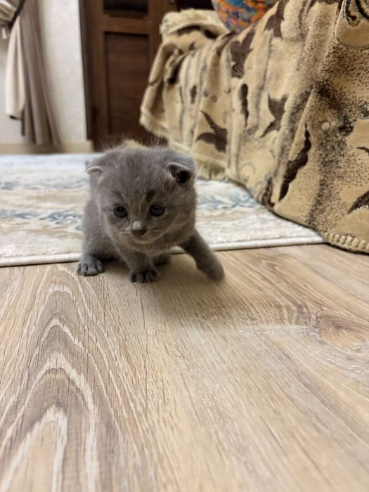 Mushuk Scottish Fold