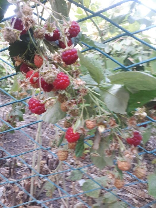 Саженцы  малины  крупноплодной