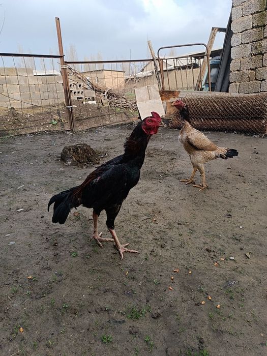 Дакан Жожа яахши сер калтак