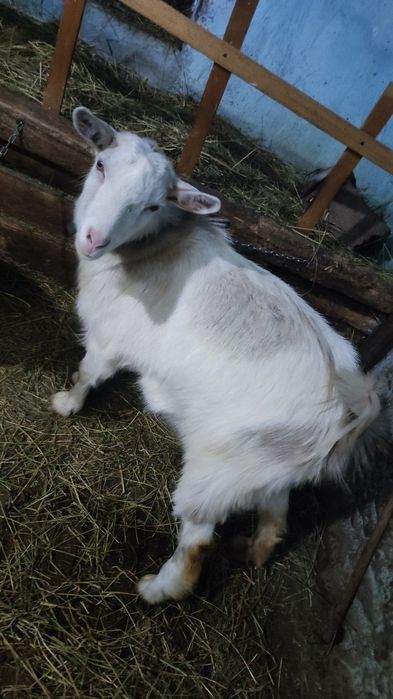 Vând 2 iedute de anul aceasta