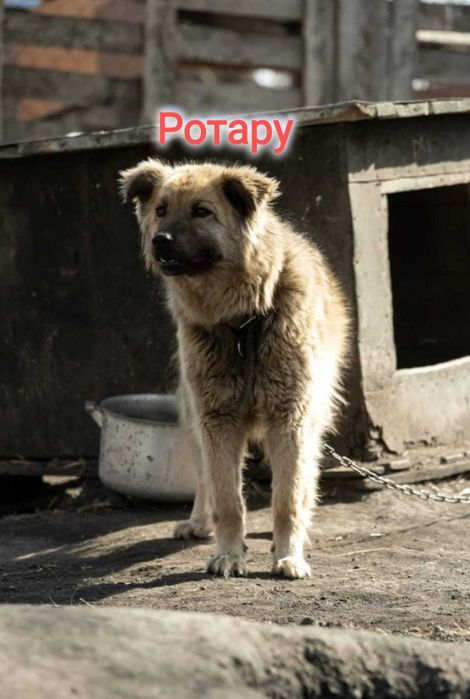 Дарю в добрые и ответственные руки