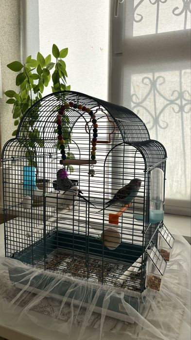 Попугай сатамын….