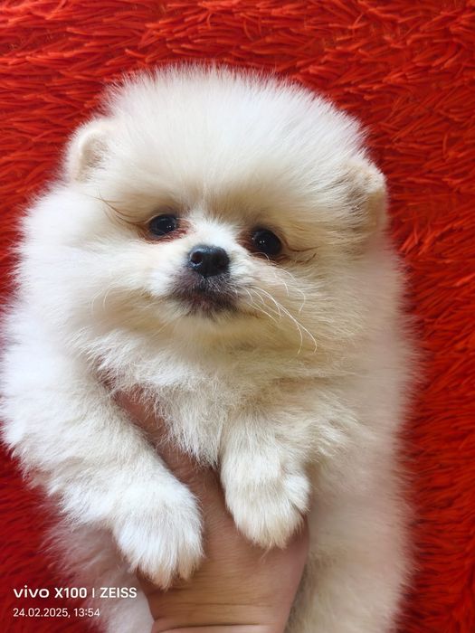 Очаровательные щенки шпица.